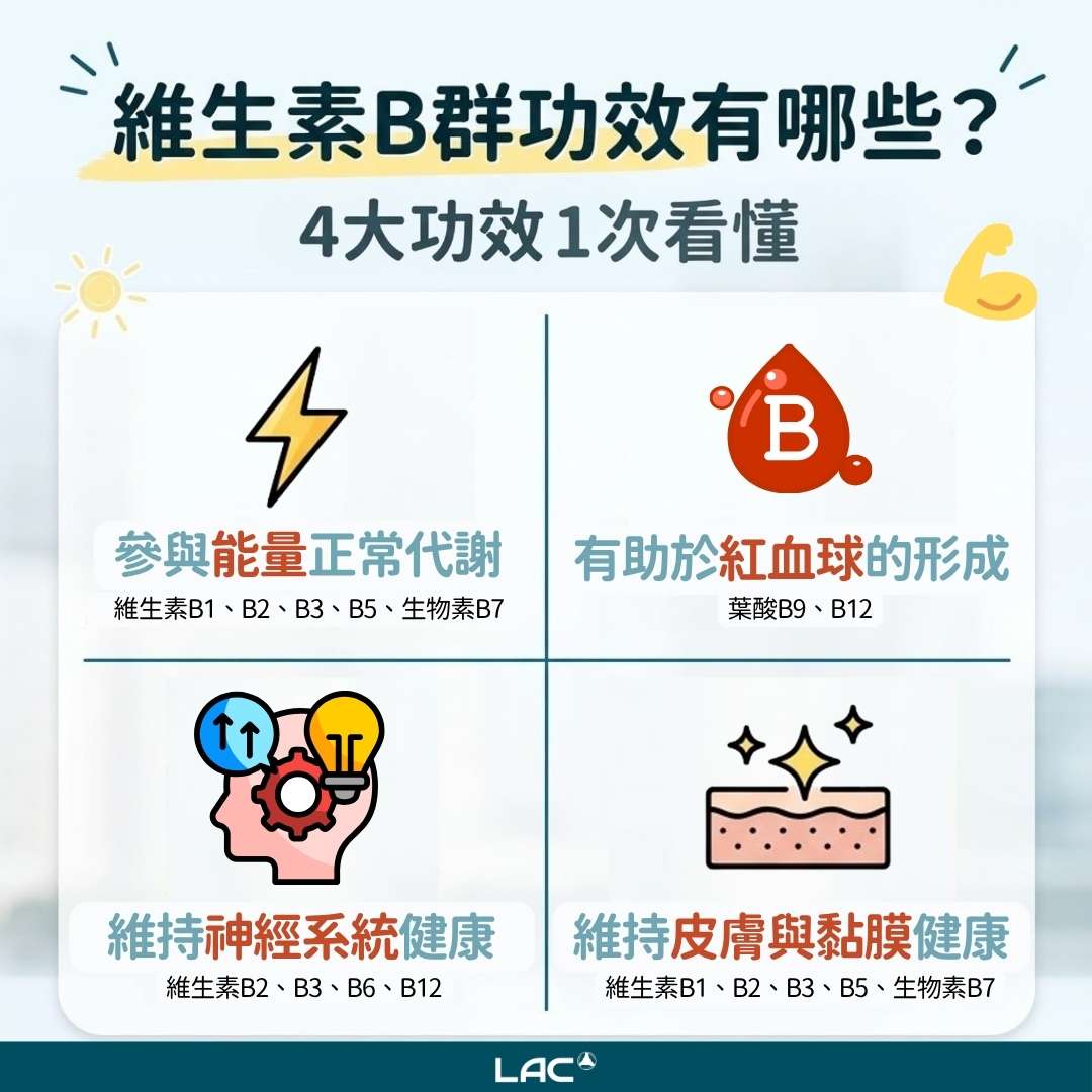 8種維生素B群功效與食物來源圖解 - LAC 保健領導品牌 8種維生素B群功效與食物來源圖解 - LAC 保健領導品牌