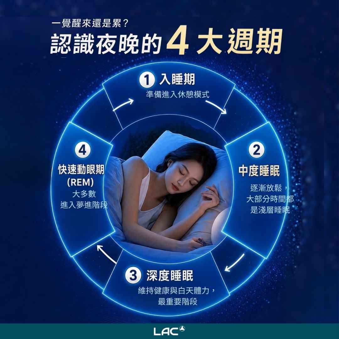 夜晚的睡眠4大週期 - LAC 保健領導品牌 夜晚的睡眠4大週期 - LAC 保健領導品牌